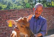 秦岭山里的六旬养鹿人