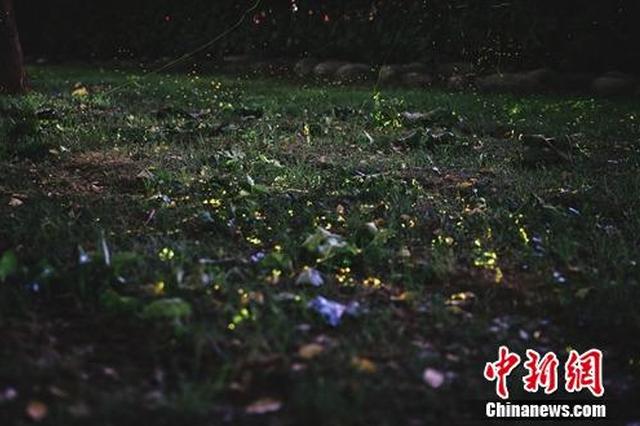 西安高新区突现大量萤火虫 专家称与环境改善有关