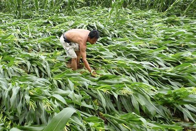 商南镇安两县发生洪涝灾害 农作物受灾面积170公顷