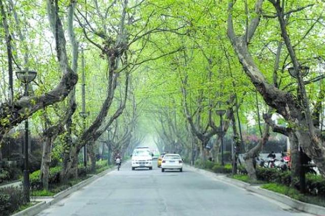 网友评出西安最晒街道 遮阴的大树去哪了？