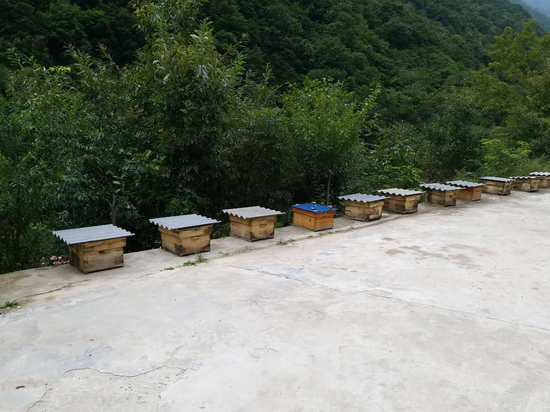 产业扶贫项目:中蜂养殖