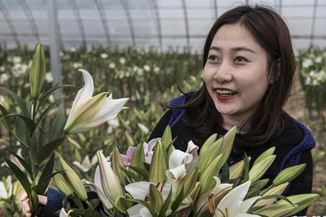 陕西安塞：百合花开助脱贫