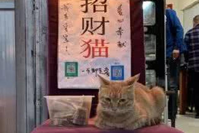 西安“励志”招财猫 每天工作13小时赚饭钱