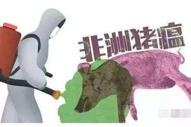 20省份发生猪瘟疫情  专家：不会感染人和其他动物