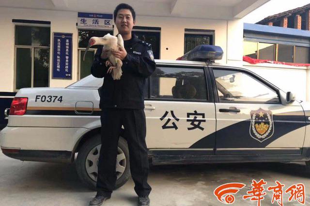 朱鹮宝宝与父母失散 落难在城固一农田被救助
