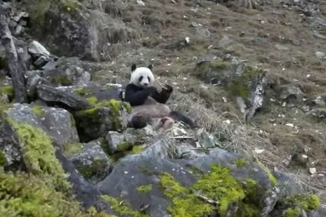 佛坪自然保护区拍到珍贵影像 大熊猫啃食羚牛骨头“打牙祭”