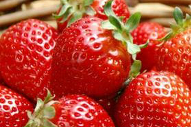 西安草莓12月底全面上市 目前每斤批发价在30元左右
