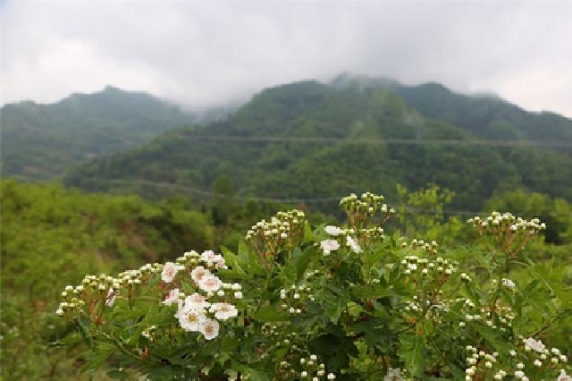 秦岭山村山楂花盛开，300亩山楂今年有望丰产