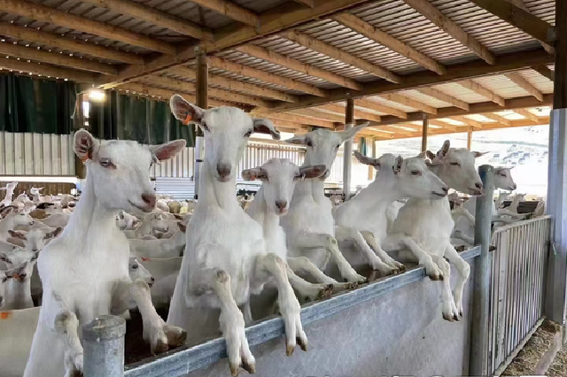 2500只種羊坐飛機“落戶”寶雞千陽