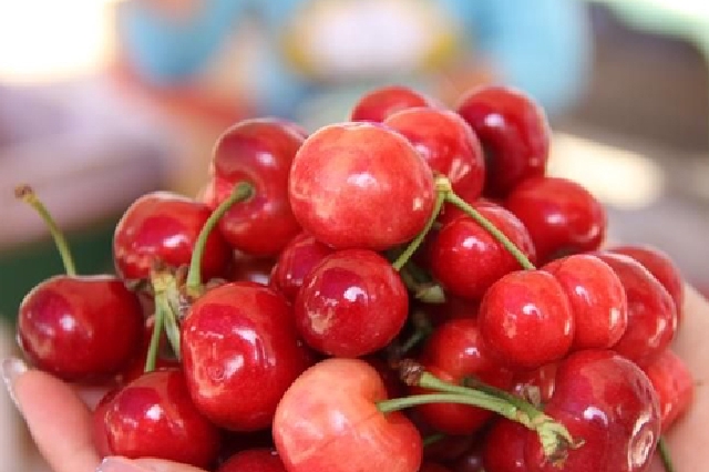 眉縣齊鎮(zhèn)萬畝櫻桃進入采摘季 帶動鄉(xiāng)村旅游