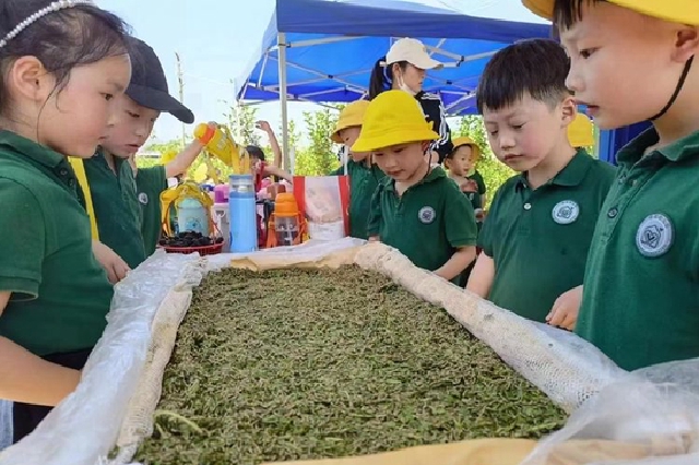 “蠶桑＋研學”促農旅融合產業(yè)振興 安康蠶種場每年5-8萬張蠶