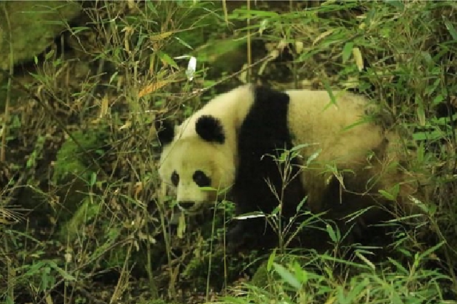 陕西省林业工作人员巡护监测中 偶遇一只野生大熊猫