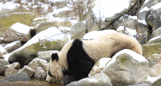 一只野生大熊貓橫穿公路，從容不迫地爬進密林。受訪者提供