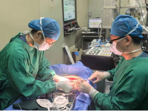 丁小明主任团队修整马蹄肾及重建血管