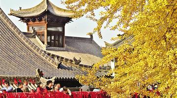 西安古观音禅寺千年银杏披金衣