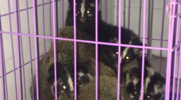 父子俩在秦岭里安放铁夹捕猎被查