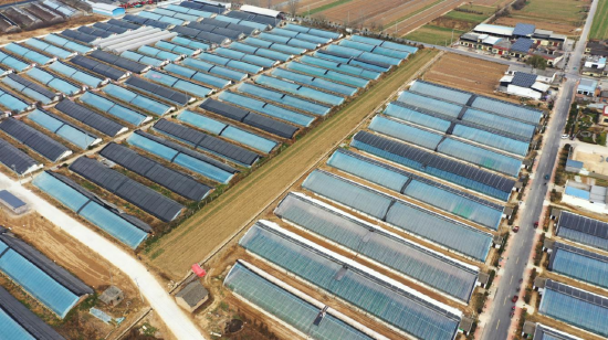 图| 甜瓜大棚鳞次栉比的坐落在临关路沿线