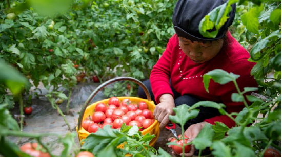 3月20日，在西安市高陵区通远镇何村西红柿大棚，村民正在采摘普罗旺斯西红柿。