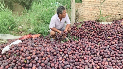 大荔县3000多亩“黑布林”李子近期成熟，但却行情低迷,乏人问津。图为埝桥镇高迁村果农蹲在成熟的李子中一筹莫展。