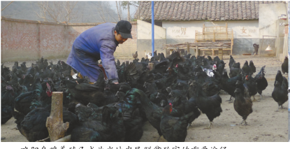 略阳乌鸡养殖已成为当地农民脱贫致富的重要途径