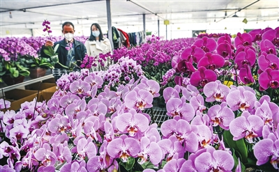 1月11日,西安市蓝田县洩湖镇一花卉基地的蝴蝶兰竞相绽放,一些商家前来选购。根据疫情防控实际,西安市各区县根据实际情况支持企业有序复工复产。 新华社发