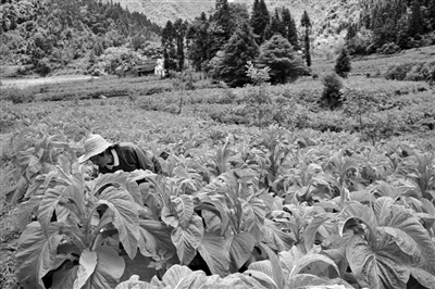 唐相志在烤煙地里除草