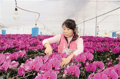 白苗苗在大棚整理花卉 孙建恒 摄