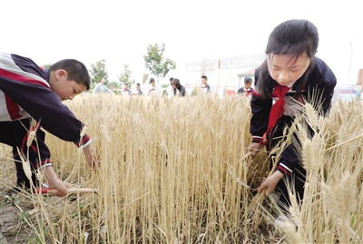 5月26日，沣东新城沣水园小学的学生们尝试收割小麦。 本报记者 代泽均 摄