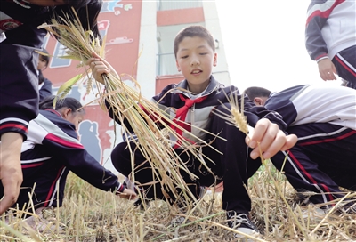 学生们捡起遗落在田间的麦穗。本报记者 代泽均 摄