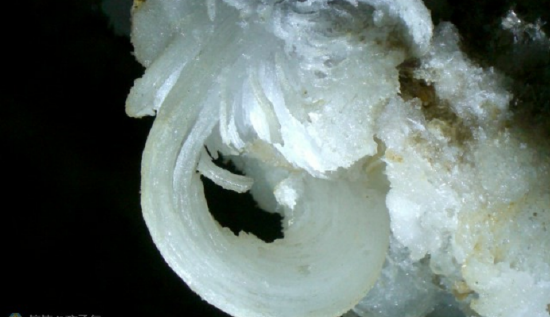 形如雪花精灵的石膏花