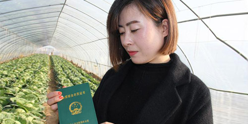 图为张凌云展示自己的职业农民证书。