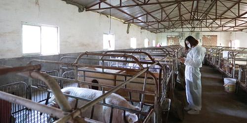 圖為張凌云查看種豬檔案。