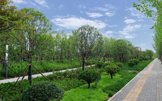 终南大道25米绿道