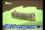 鎏金銅蠶再現(xiàn)西安 系國內(nèi)第二件公開亮相藏品