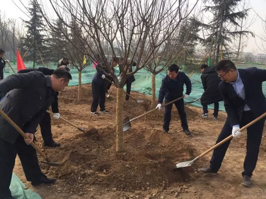 浐灞生态区领导班子带头植树