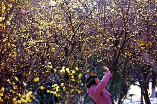 西安兴庆宫公园腊梅盛开本报记者王晓峰实习生杨玉叶摄