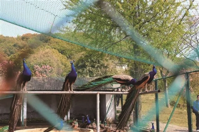 苏州动物园下周一开始闭园 实施动物搬迁工作