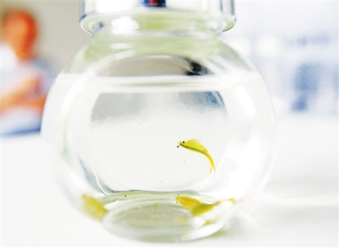 常理工成功孵化史前生物 填补国内仙女虾养殖空白