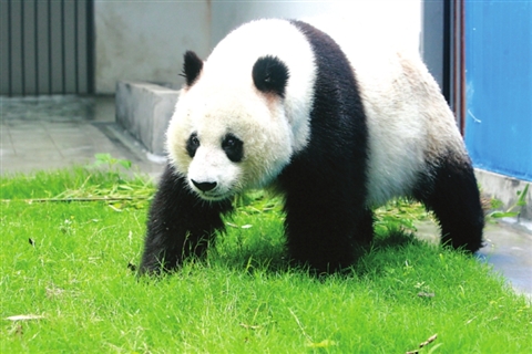 记者2008年在苏州动物园拍摄的大熊猫“苏苏”芳容。