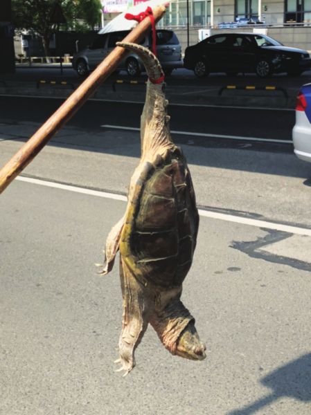 小贩叫卖大龟