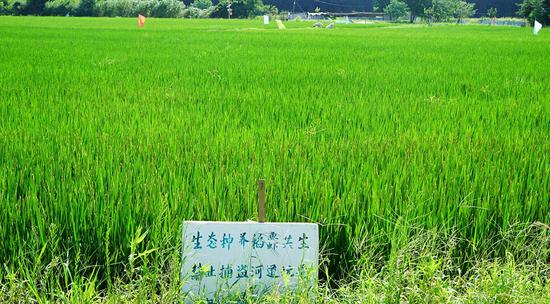 黄埭高新区三埂村的顾德宝的立体种养基地