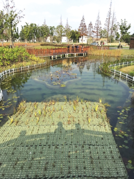 万丰村人工湿地