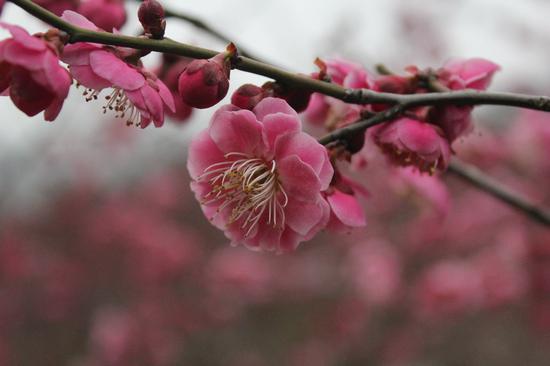 香山梅花