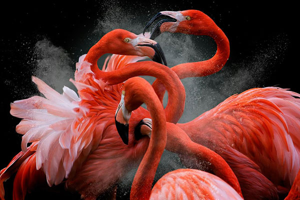 斯诺克王中王决赛-乐鱼app(leyu)官方网站-乐鱼官网