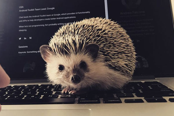 耶拉维奇-爱游戏APP（中国）官方网站下载_AIYOUXI体育