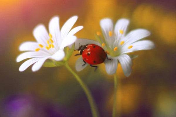 皇马vs西班牙人-九游体育(JIUYOU)官方网站-APP下载官网入口