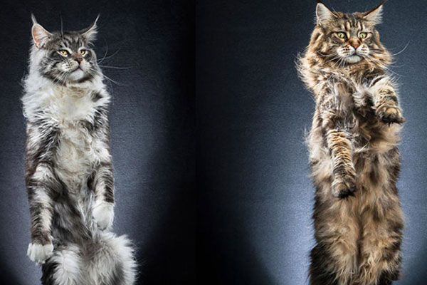 伊万佩德罗索-乐鱼app(leyu)官方网站-乐鱼官网