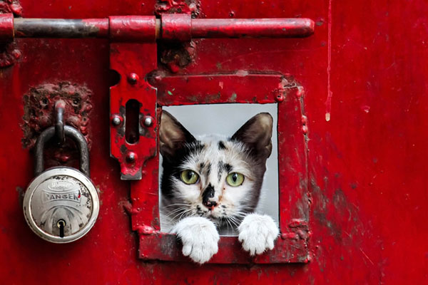 阿根廷 瑞士-乐鱼app(leyu)官方网站-乐鱼官网