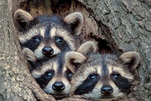 08年奥运会男篮冠军-乐鱼app(leyu)官方网站-乐鱼官网