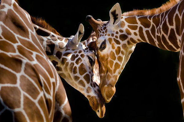 火箭直播视频-乐鱼app(leyu)官方网站-乐鱼官网